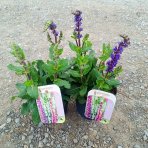Šalvia hájna (Salvia nemorosa) ´SENSATION BLUE´ - výška 15-25 cm, kont. P13